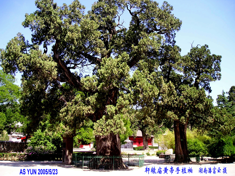 轩辕黄帝庙黄帝手植柏